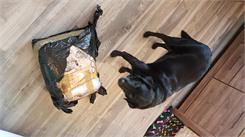 Wiejska Zagroda Indyk Z Jagnięciną 9kg