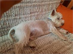 Dog Chow Puppy Dla Szczeniąt z Jagnięciną 2,5kg