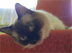 Royal Canin Persian Adult 2kg