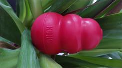 Kong Classic Gryzak Czerwony M