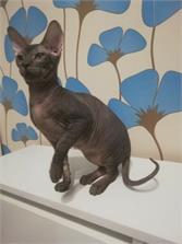 Josera SensiCat 2x 10kg