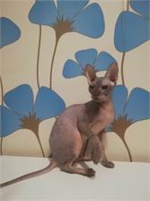 Josera SensiCat 2x 10kg