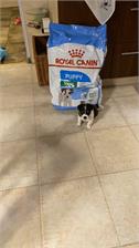 Royal Canin Mini Puppy 8kg