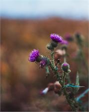 Sony E 50mm f/1.8 SEL50f/18F