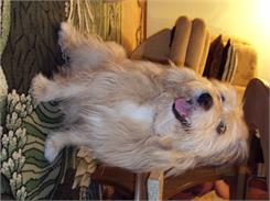 Calibra Vd Dog Hepatic 12Kg