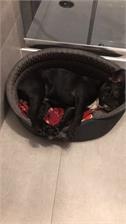 Dog Chow Puppy Dla Szczeniąt z Jagnięciną 14kg