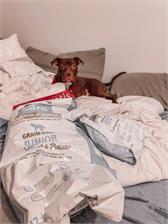 Brit Care Grain Free Junior Large Breed Salmon&Potato 3Kg