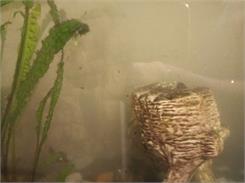Aquael Żwir Bazaltowy 2-4 Mm, 2 Kg