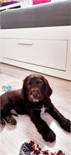 Royal Canin Medium Puppy 4kg