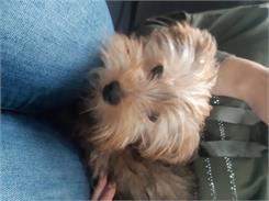 Royal Canin Mini Puppy 8kg