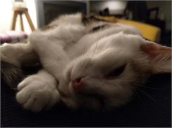 Brit Premium Cat Kitten 8Kg