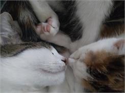 Brit Premium Cat Kitten 8Kg