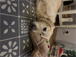 Royal Canin Veterinary Canine Hypoallergenic 14kg