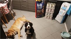 Brit Premium By Nature Adult Large 15Kg