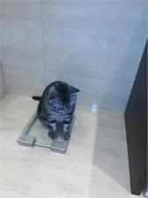 Royal Canin Veterinary Diet Diabetic DS46 3,5kg