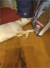 Bosch Junior Maxi 15Kg