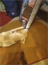 Bosch Junior Maxi 15Kg