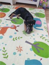 Fitmin Dog For Life Puppy 15Kg