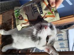 Cat Chow Adult Dla Dorosłych Kotów  z Kurczakiem i Cukinią w Galaretce 85g