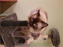 Brit Care Cat Pouches Fillets In Gravy With Savory Salmon 85G