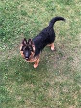 Fitmin Dog For Life Junior Large Br 15Kg