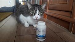 Vet Expert Vetoskin preparat na skórę i sierść dla psów i kotów 60kaps.