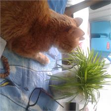 Royal Canin Veterinary Diet Renal Wołowina Feline Wet 85g
