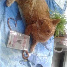 Royal Canin Veterinary Diet Renal Wołowina Feline Wet 85g
