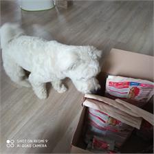 Purina One Mini Adult Z Wołowiną 800G