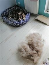 FURminator dla krótkowłosych psów ras dużych L