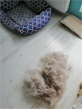 FURminator dla krótkowłosych psów ras dużych L