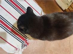 Trovet Wrd Weight Diabetic cat 3kg
