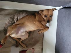 Dog Chow Adult Dla Dorosłych Psów z Jagnięciną 14kg