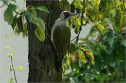 Sony E G OSS 70-350 mm f/4.5-6.3 SEL70350G