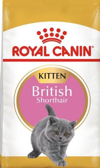 rc british shorthair kitten