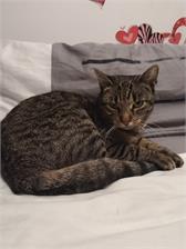 Whiskas Sterile Kurczak 14kg
