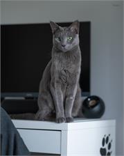 Viltrox AF 85mm F1.8 Mark II Nikon Z