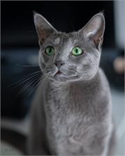 Viltrox AF 85mm F1.8 Mark II Nikon Z