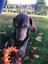 Dog Chow Mature Senior Dla Dojrzałych i Starszych Psów z Jagnięciną 14kg