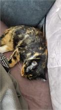Cat Chow Kitten Dla Kociąt z Jagnięciną i Cukinią w Sosie 85g