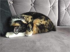 Cat Chow Kitten Dla Kociąt z Jagnięciną i Cukinią w Sosie 85g