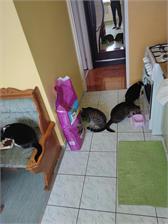Whiskas Sterile Kurczak 14kg