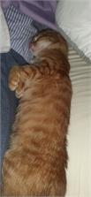 Applaws Cat Kitten kurczak 2kg