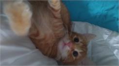 Applaws Cat Kitten kurczak 2kg
