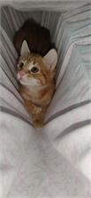 Applaws Cat Kitten kurczak 2kg