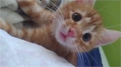 Applaws Cat Kitten kurczak 2kg