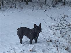 Farmina Vet Life Hipoallergenic Ryba I Ziemniaki 12Kg
