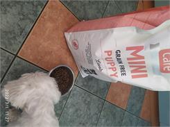 Brit Care Mini Grain Free Puppy Lamb 7Kg