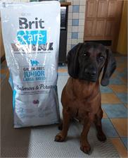 Brit Care Grain Free Junior Large Salmon&Potato 12Kg