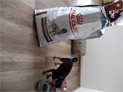 Royal Canin Veterinary Diet Gastrointestinal Gi25 7,5kg